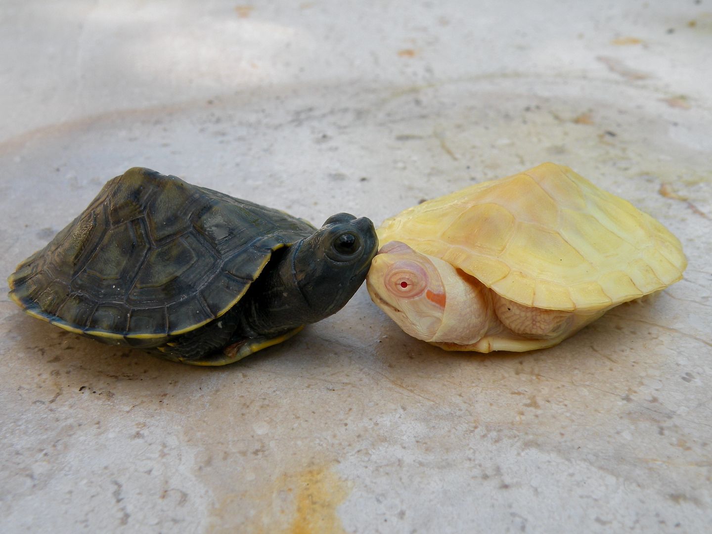 Melanistic Red Ear Slider Tortoise Forum
