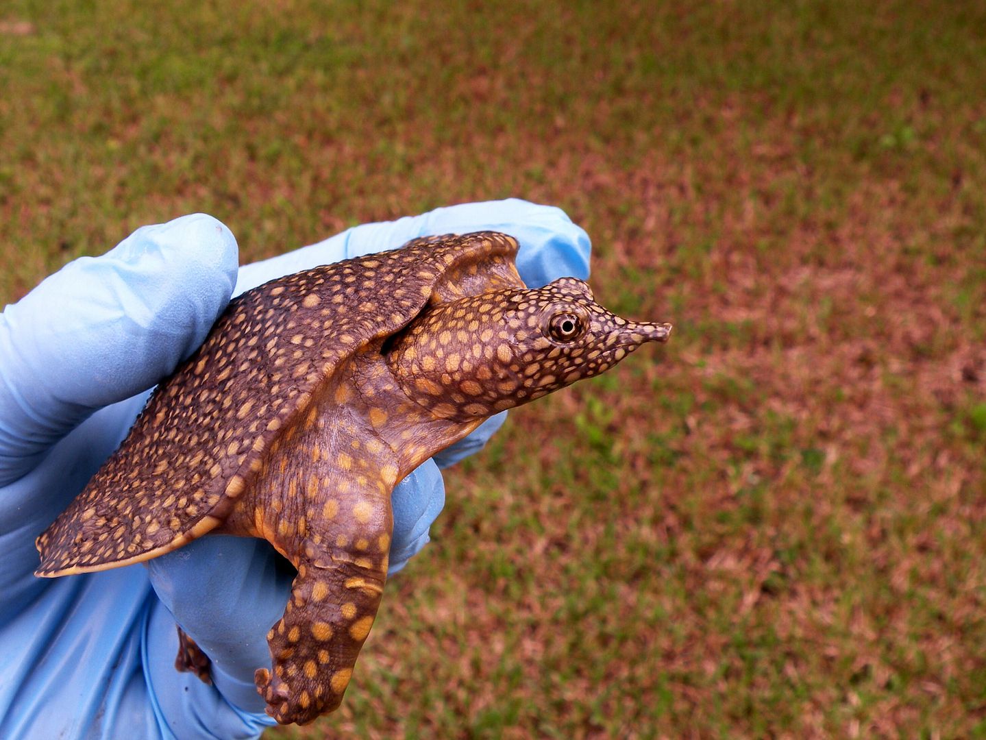 Trionyx triunguis Tortoise Forum