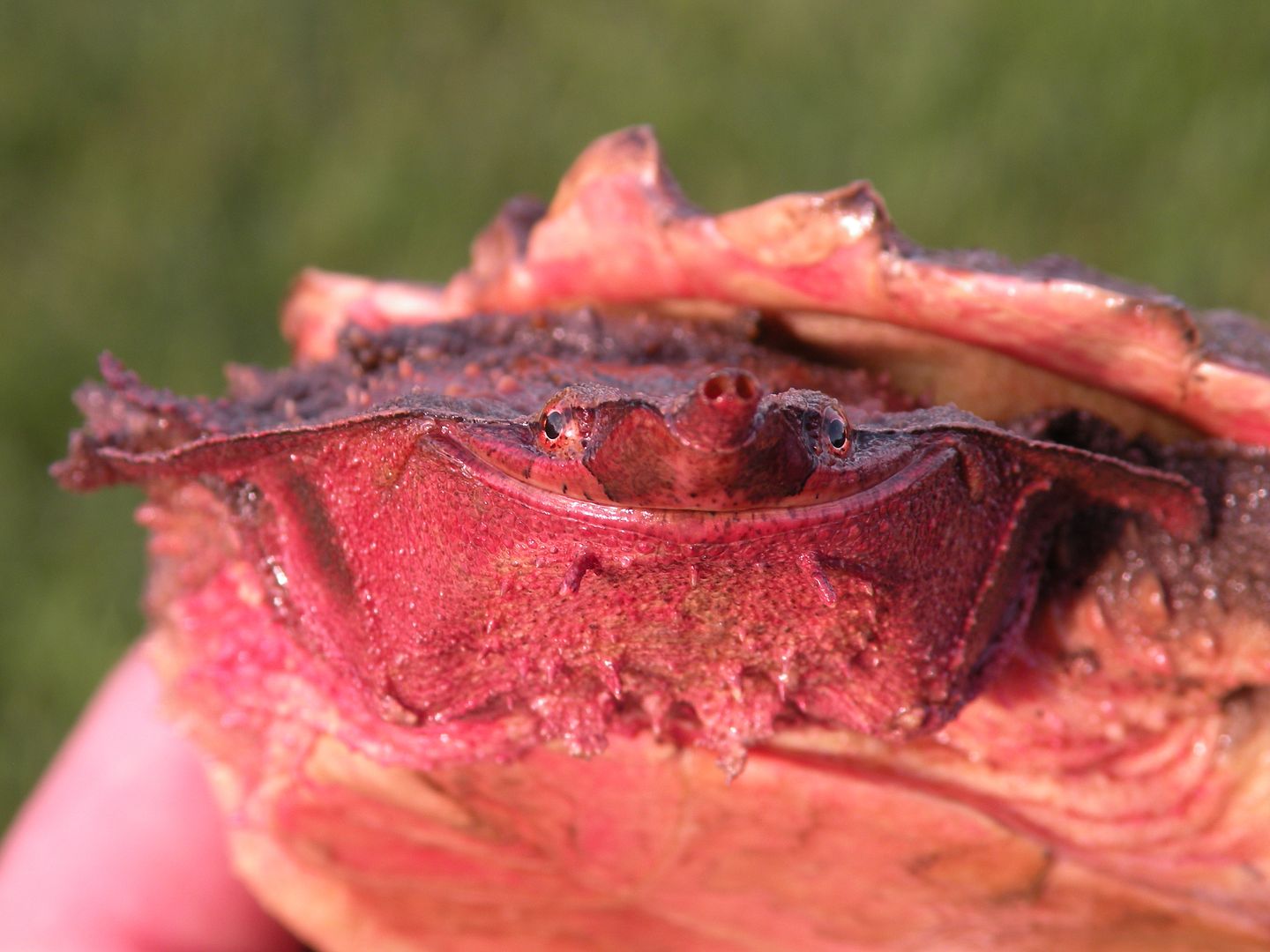 Mata Mata Tortoise Forum