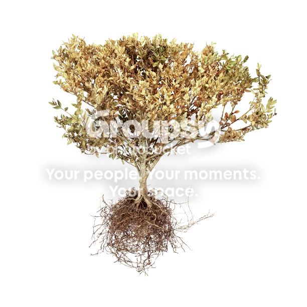 shrub 4 photo shrub4_email.jpg