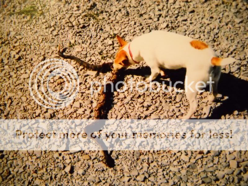 Are Dogs Immune To Snake Bites Are Dogs Immune To Snake Bites
