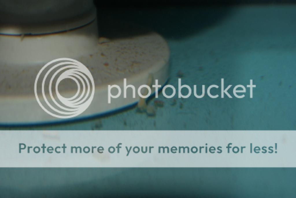 White feces/some discus not eating